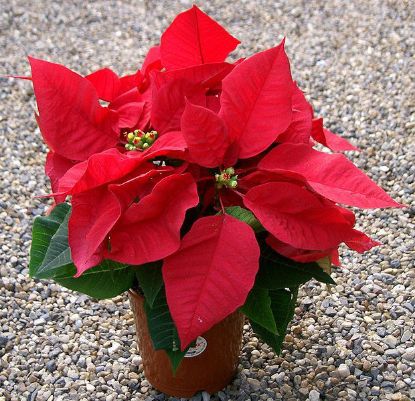 pointsettia